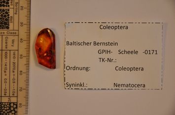 Vorschaubild Bernstein m. 2 Käfer